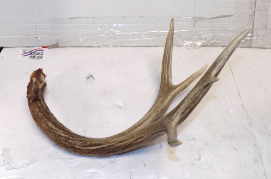 Whitetail Deer 6 Point Antler Shed
