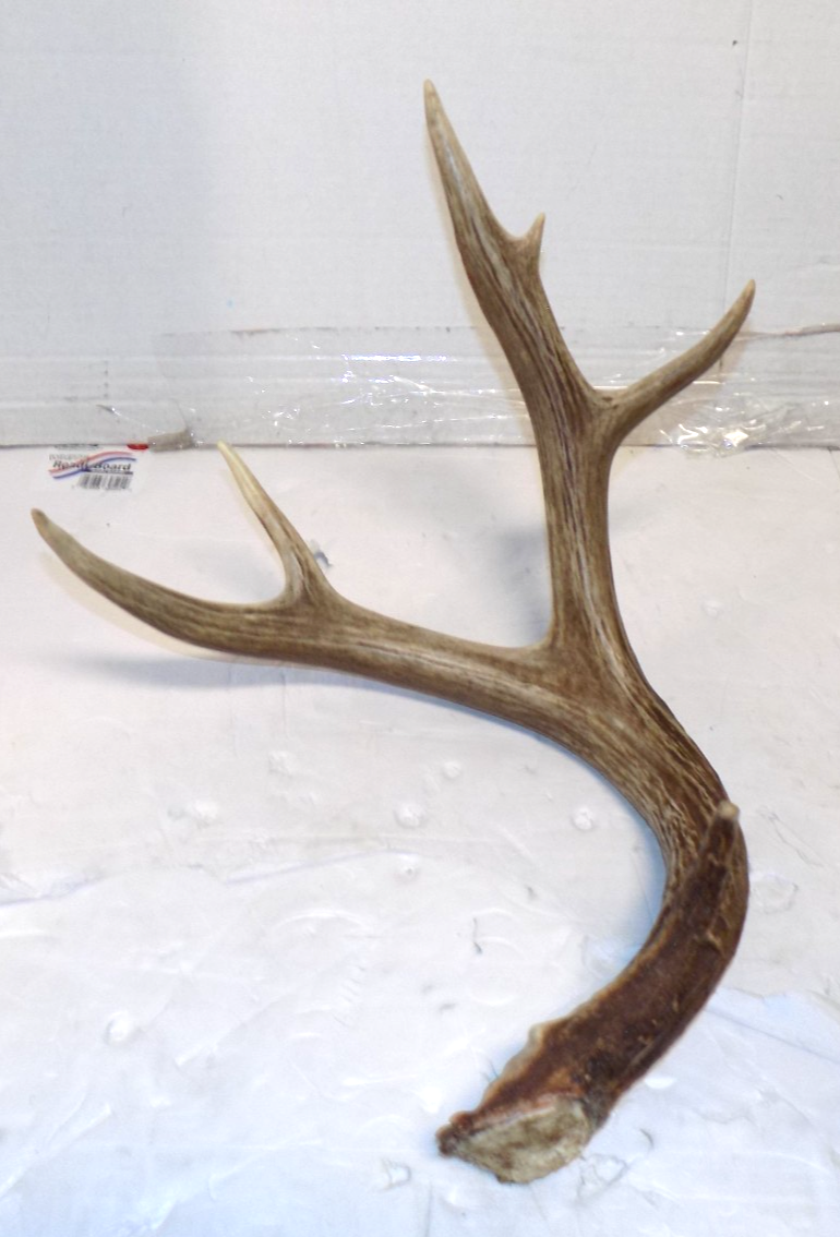 Whitetail Deer 6 Point Antler Shed