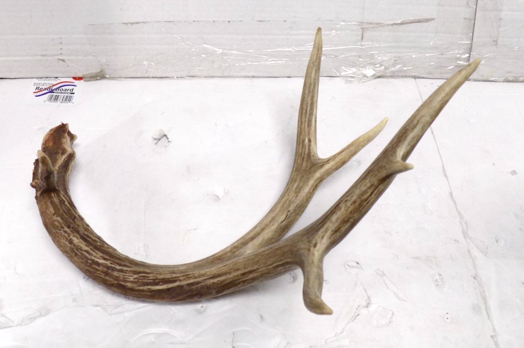 Whitetail Deer 6 Point Antler Shed