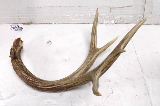 Whitetail Deer 6 Point Antler Shed